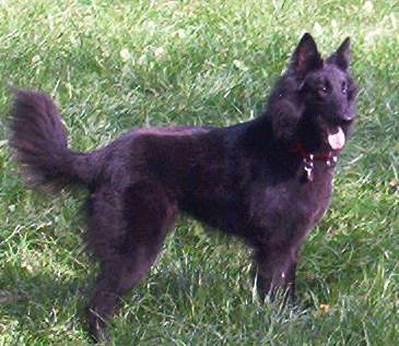 Anka vom Bersteinsee